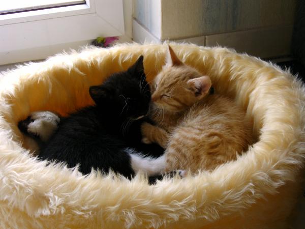 Katzen01
