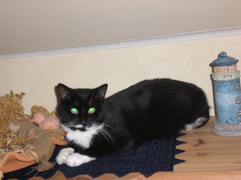 Kitty006