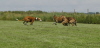 010810Auslauf_066a
