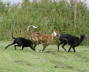 080810Auslauf_102a