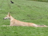 080810Auslauf_112