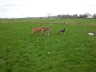 110410_Auslauf018