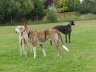 120910Auslauf_016