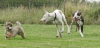 120910Auslauf_056a