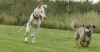 120910Auslauf_059a