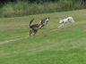 120910Auslauf_141