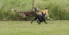 150810Auslauf_058a