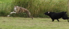 150810Auslauf_059a