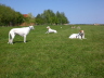 230510Auslauf_003