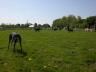 230510Auslauf_012