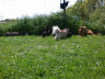 230510Auslauf_028