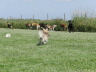 250710_Auslauf050